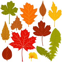 Autumn leaves on white background
