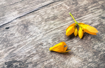 Yellow flowers on a wooden background