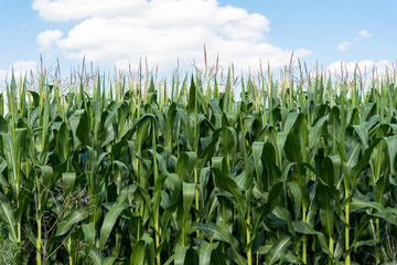 Corn on the field