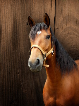 Brown horse with wooden background