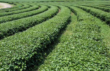 green tea plantations in mountain