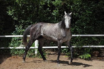 Obraz premium Arabian horse stallion in paddock