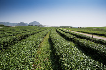Fototapeta na wymiar green tea plantations in mountain