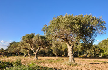 Olive trees in a row. Catalonia, Spain.