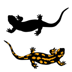 black and yellow salamander amphibian  set