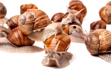 some snails crawling on a white background closeup