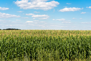 Fototapeta na wymiar Corn on the field