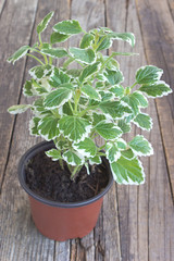 Coleus plant in pot on wooden background