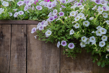 wooden fence with flowers