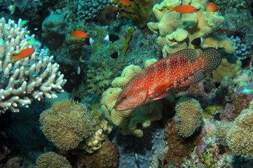 Coral hind at Shelenyat Reef, Red Sea, Egypt