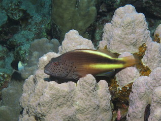 Freckled hawkfish, Paracirrhites forsteri surveying the landscap