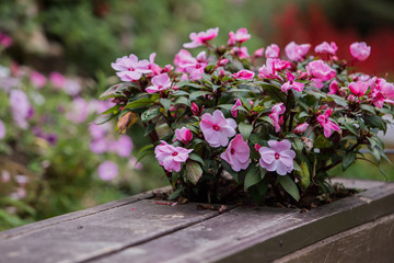 wooden fence with flowers