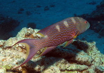 Yellow-edged lyretail (also called lyretail grouper or coronatio