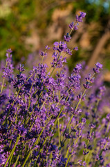 Sunset view to lavander field at end of June
