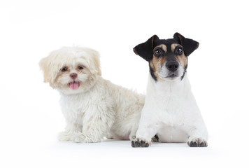 duo chiens Shih Tzu et Jack Russel terrier