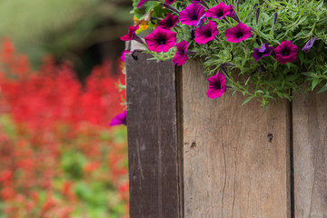 wooden fence with flowers