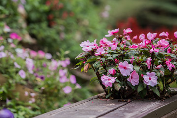 wooden fence with flowers