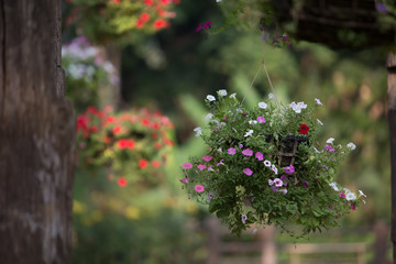 Hanging basket of flowers