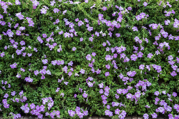flowerbed with multicolored