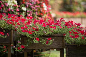 wooden fence with flowers