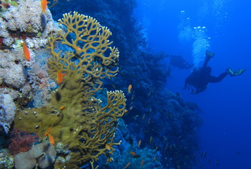 Along the wall at Habili Ali, St John's reefs, Red Sea, Egypt
