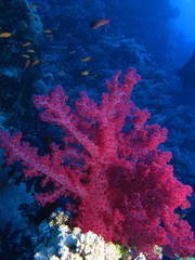 Panele Szklane Podświetlane  Czerwony miękki koral w Habili Ali, rafy św. Jana, Morze Czerwone, Egipt