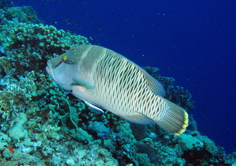 Napolean wrasse (Cheilinus undulatus)  and divers at Habili Ali,