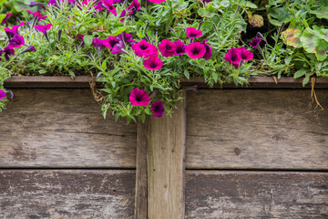 Fototapeta na wymiar wooden fence with flowers