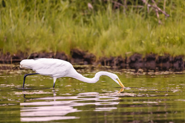 White, Great Egret