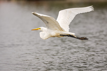White, Great Egret