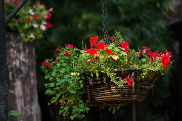 Hanging basket of flowers