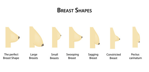 Shape the breast. Vector illustration on isolated background