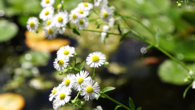 Feinstrahl (Erigeron annuus)