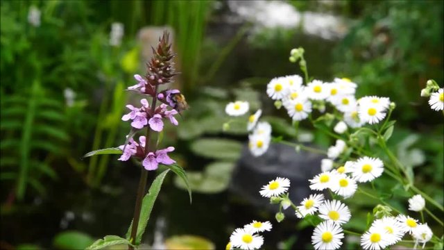 Feinstrahl (Erigeron annuus)