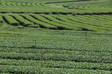 Tea plantation landscape