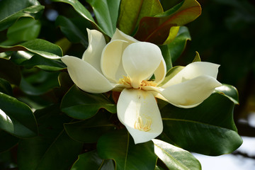 Obraz premium Flower, fruits and foliage of Magnolia grandiflora (Southern magnolia)