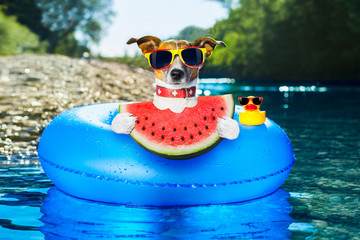 beach dog with watermelon