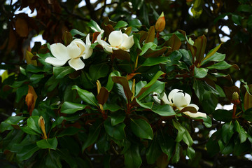 Fototapeta premium Flower, fruits and foliage of Magnolia grandiflora (Southern magnolia)