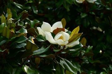 Obraz premium Flower, fruits and foliage of Magnolia grandiflora (Southern magnolia)
