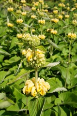Yellow flowers of Jerusalem sage (Phlomis russeliana)