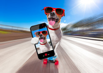 skater dog on skateboard