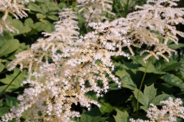 White flower clusters of Rodgersia podophylla plant