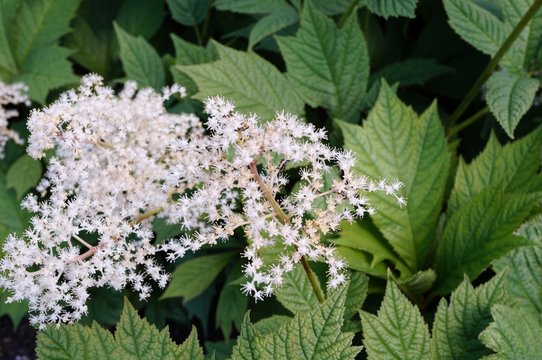 White flower clusters of Rodgersia podophylla plant