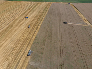 Harvesting wheat harvester