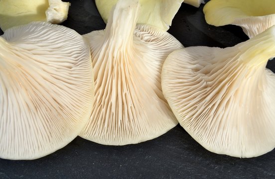 Pleurotes jaunes