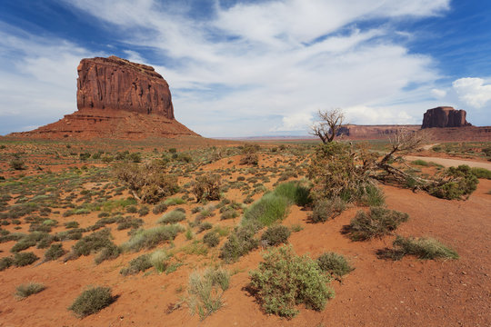 Merrick's Butte in Monument Valley with dried trees on a sunny day 