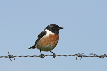 European stonechat (Saxicola rubicola)