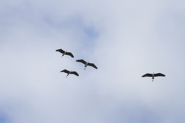 birds crane flying in the blue sky