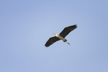 grey Heron flying on blue sky background widely spread its large wings
