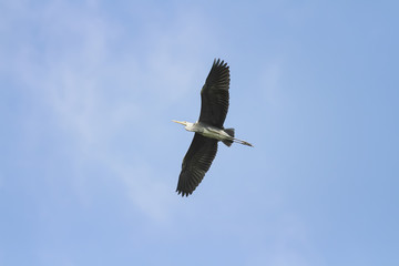 grey Heron flying on blue sky background widely spread its large wings